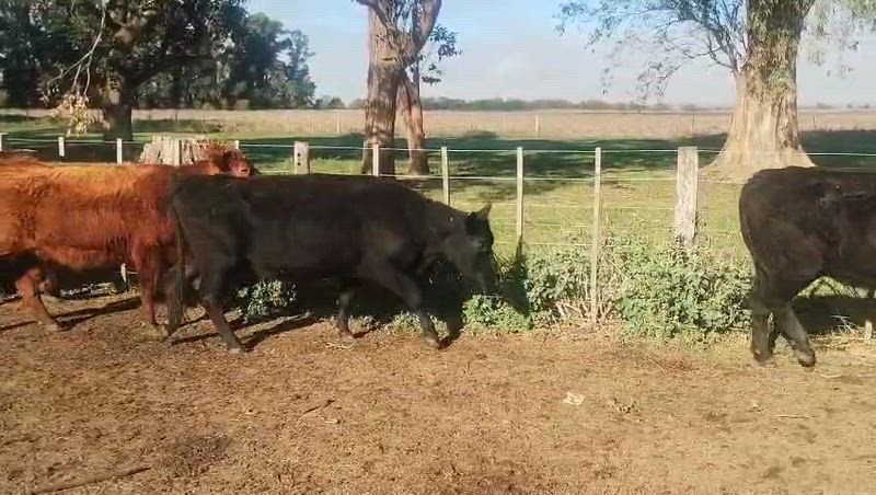 35 Vacas de invernada