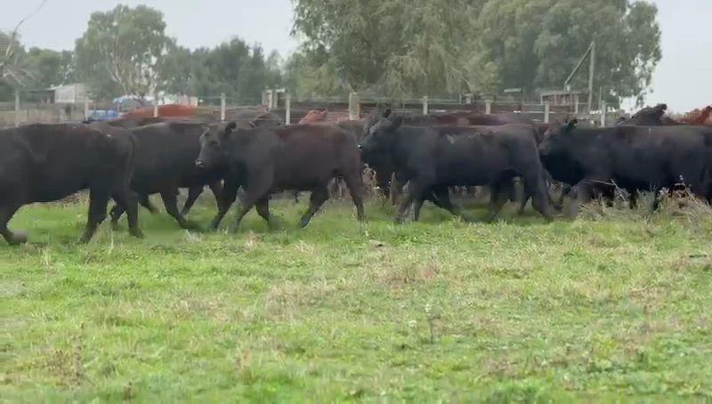 30 Vaquillonas Preñadas