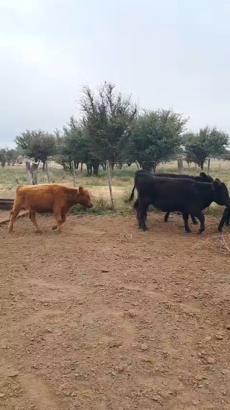 75 Terneras