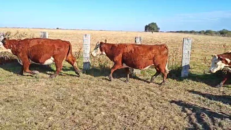 35 Vacas preñadas