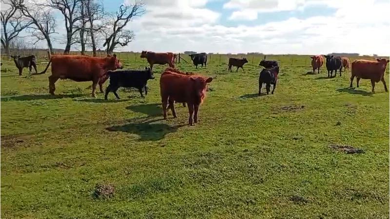 40 Vacas con cría