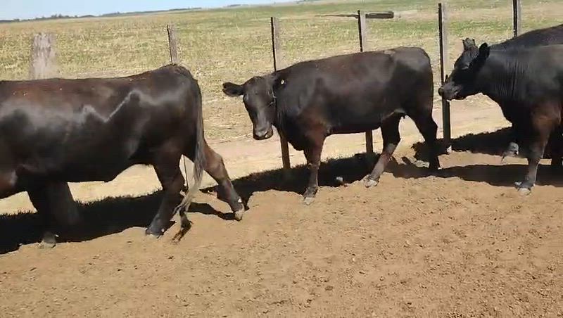 35 Vaquillonas Preñadas