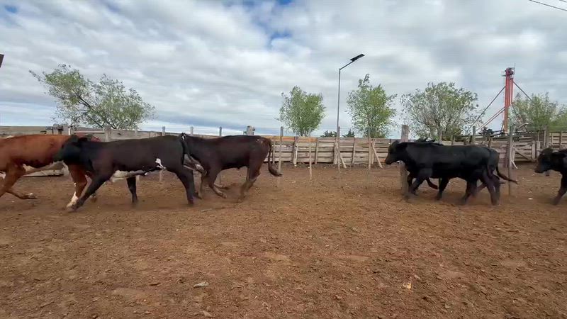 70 Terneros y Terneras
