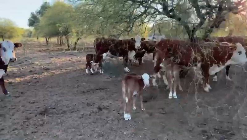 60 Vacas con cría