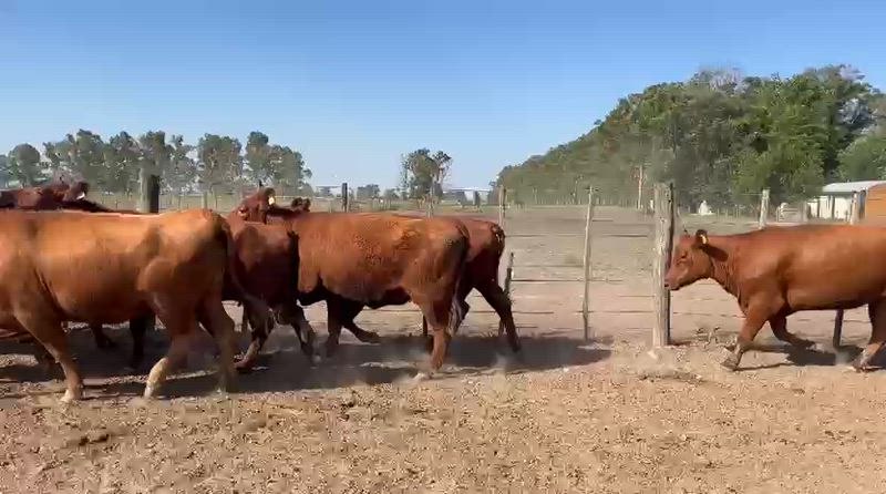 40 Vaquillonas Preñadas