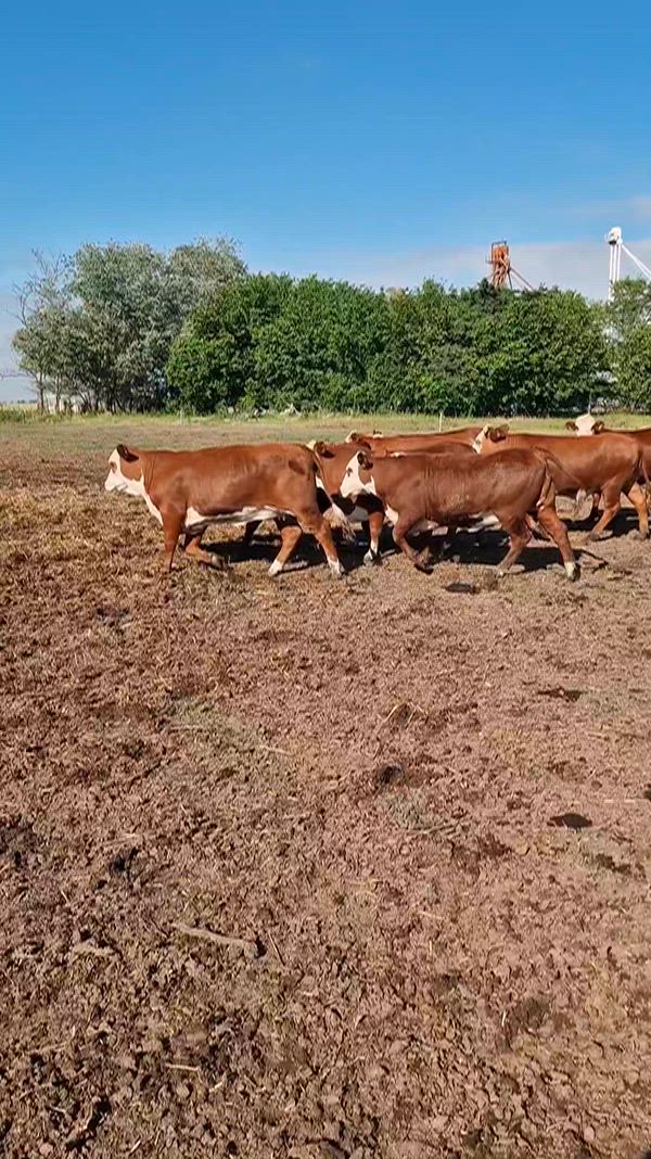 40 Vaquillonas Preñadas