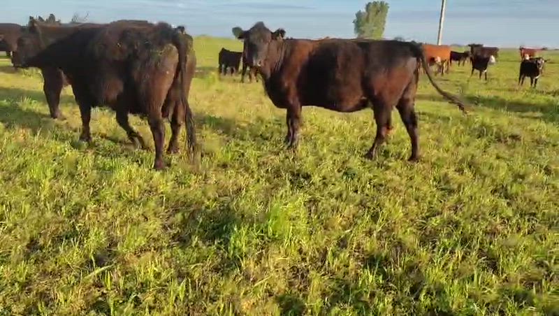 25 Vacas con cría - Ayacucho, Buenos Aires 25 Vacas con cría