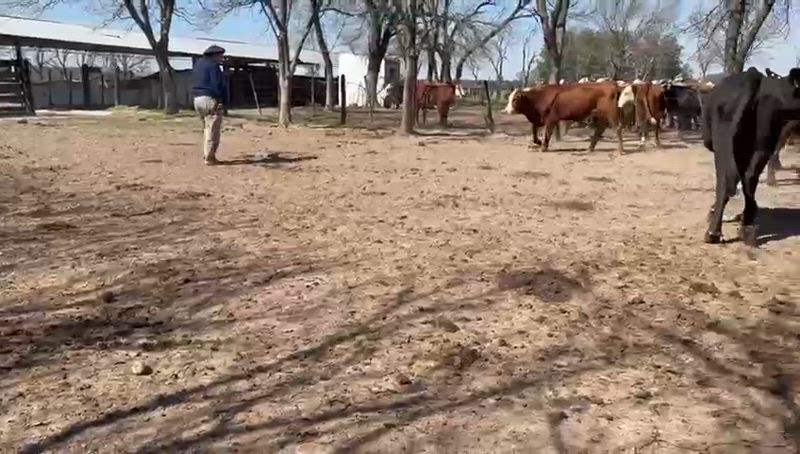55 Vacas de invernada