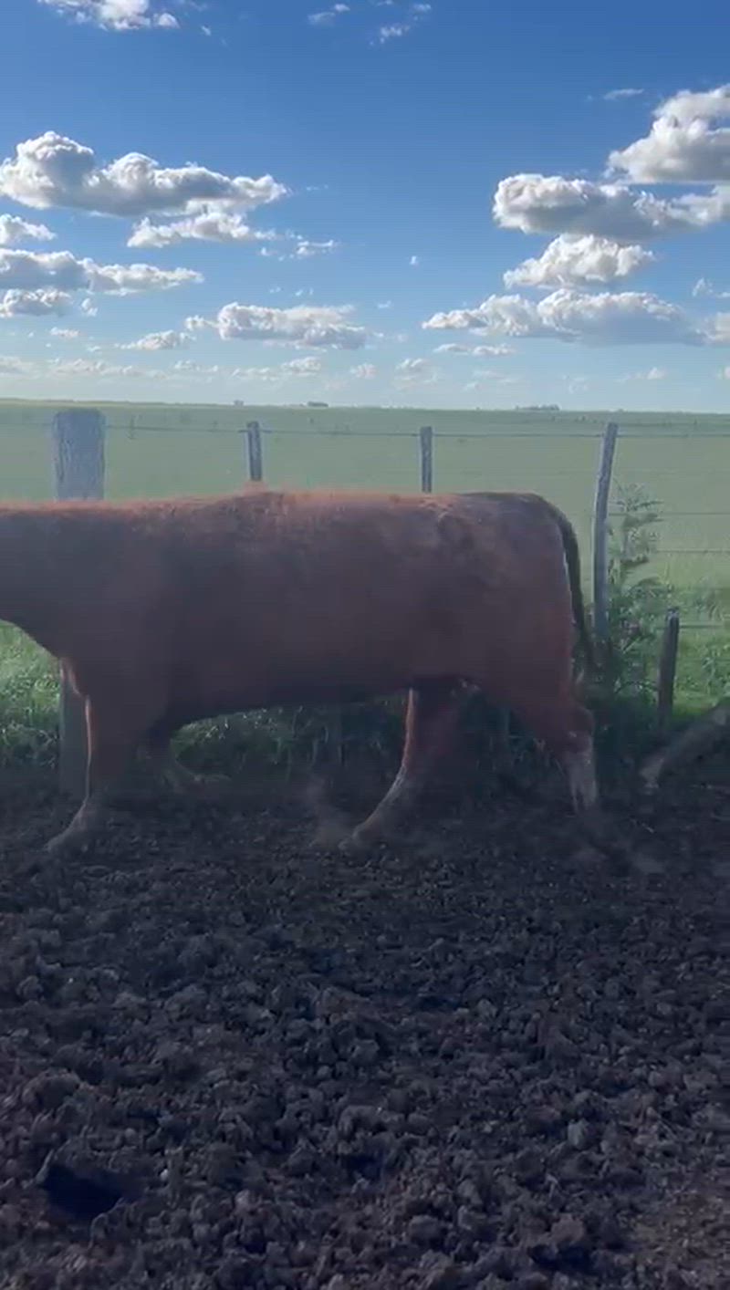 95 Vaquillonas Preñadas