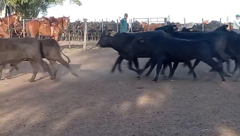 100 Vaquillonas