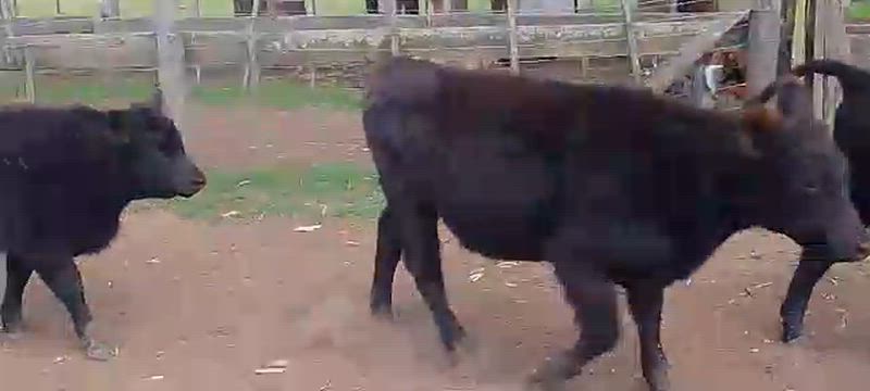 65 Terneros y Terneras