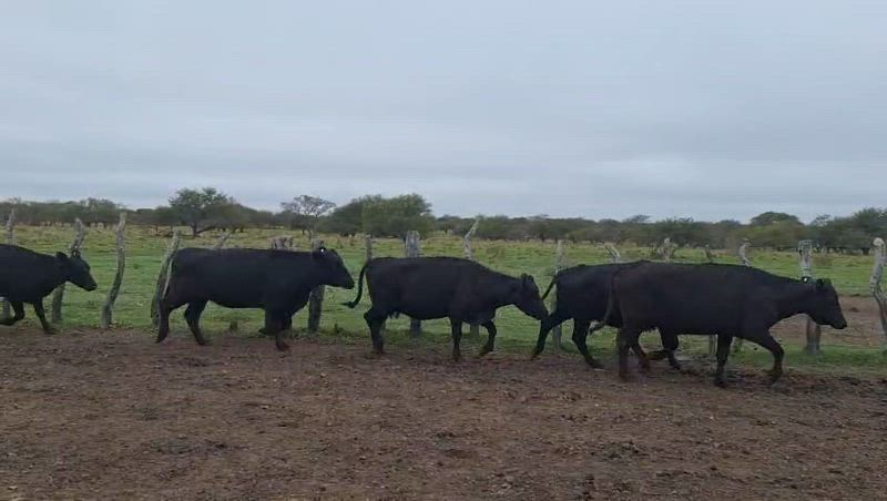 30 Vacas CUT Preñadas