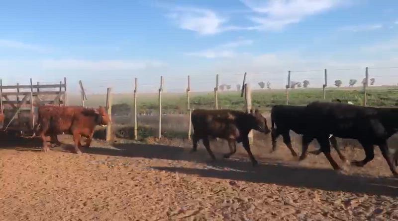 90 Terneros y Terneras