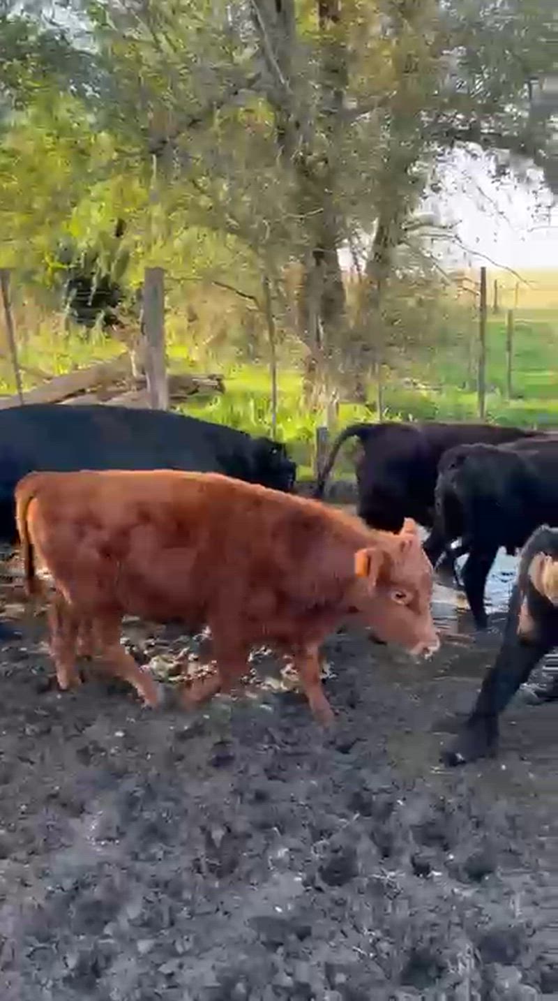 100 Novillitos