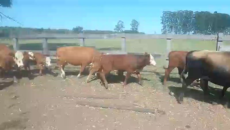 45 Vacas CUT con cría