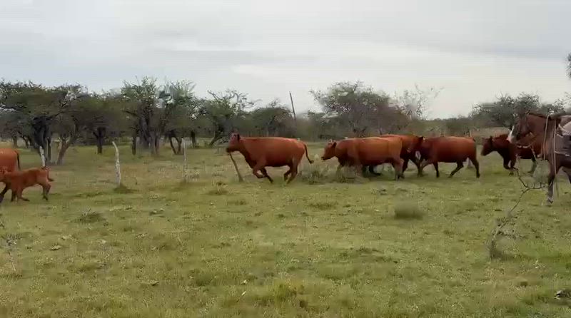 100 Vacas CUT Preñadas