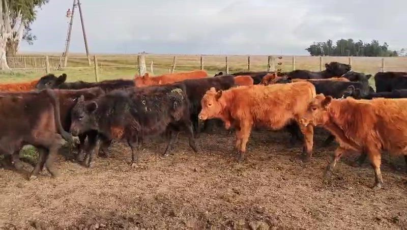 65 Terneros y Terneras
