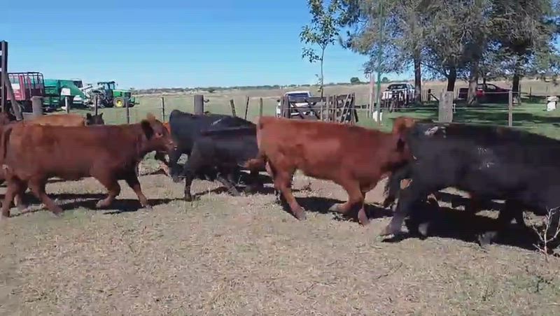 65 Terneros y Terneras