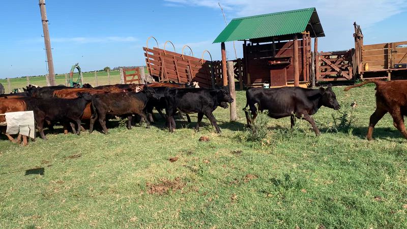 70 Terneros y Terneras