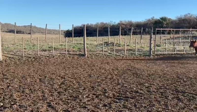 180 Terneras