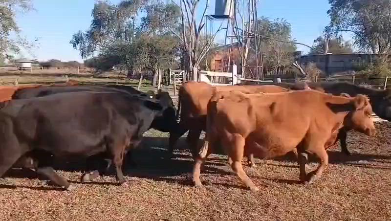 35 Vacas de invernada