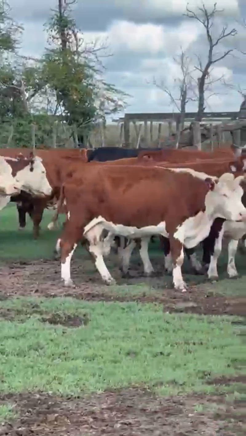 35 Vacas CUT Preñadas