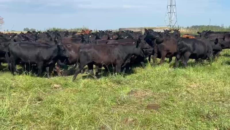 200 Vaquillonas Preñadas