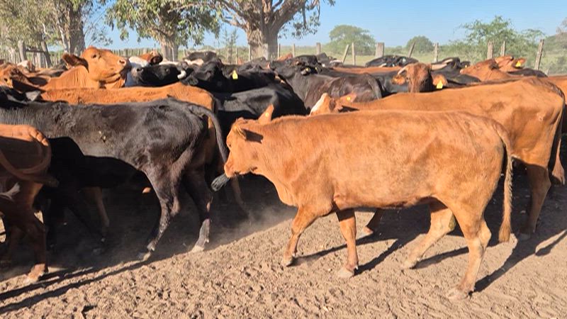 170 Vacas preñadas