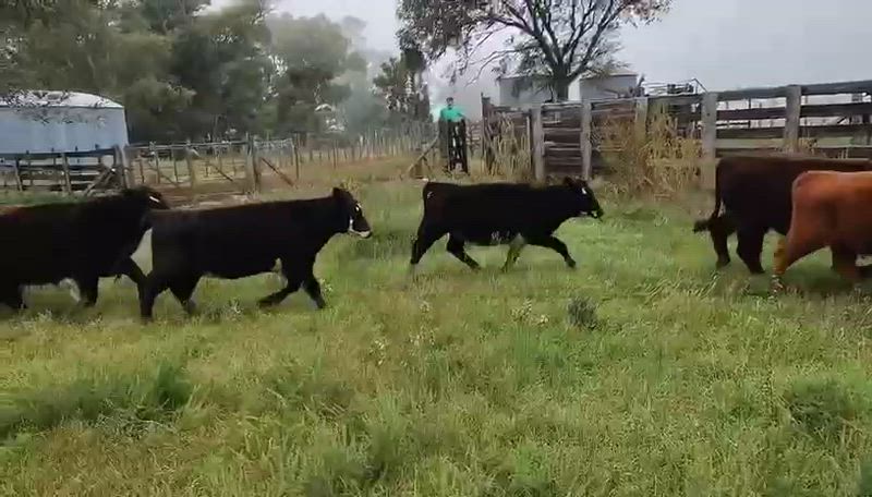 100 Terneros y Terneras