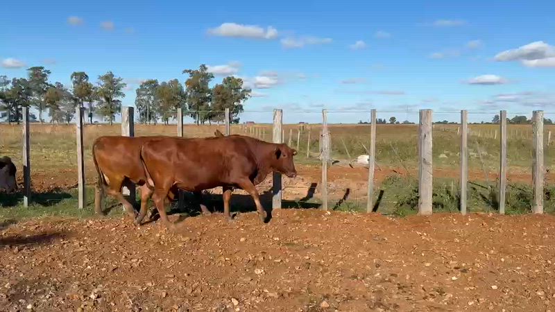 30 Vacas de invernada