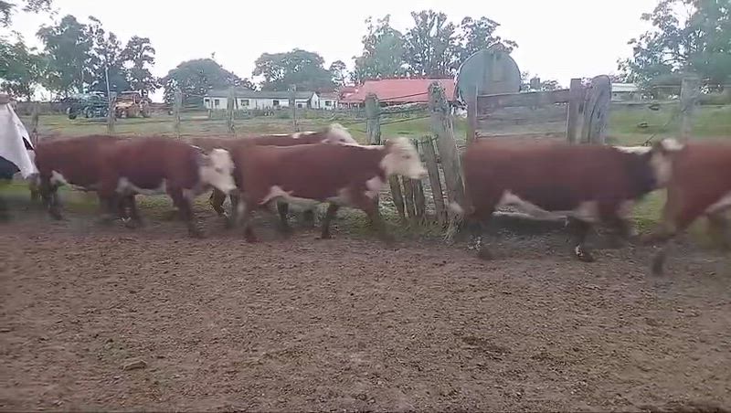50 Vacas preñadas
