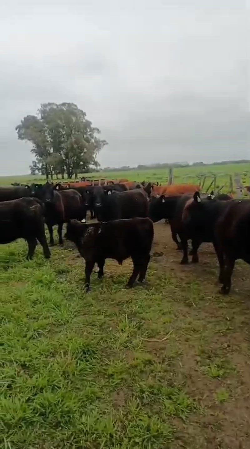 25 Vacas preñadas