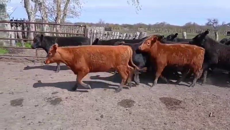70 Terneros y Terneras