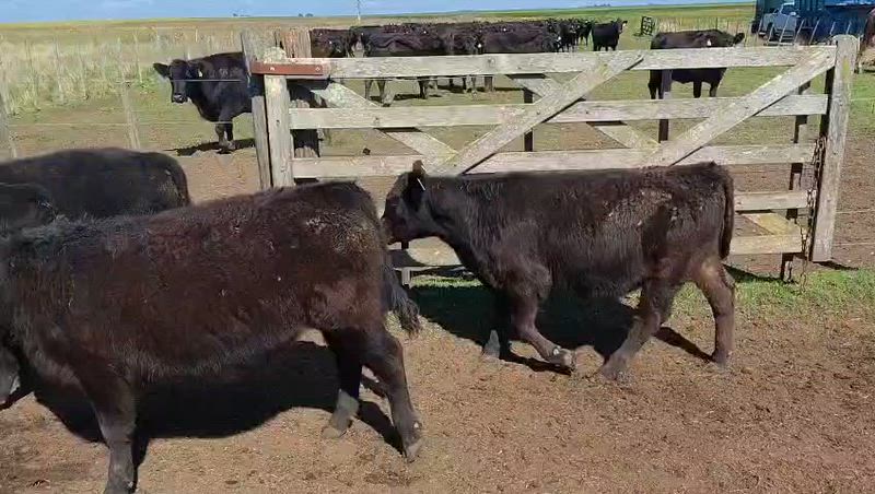 70 Terneros y Terneras