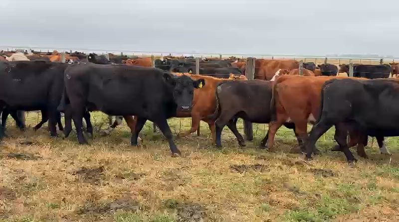 100 Vacas CUT Preñadas