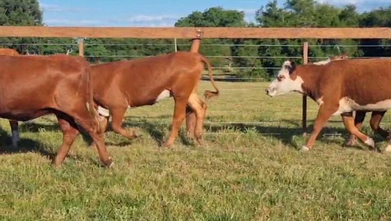 35 Vaquillonas Preñadas