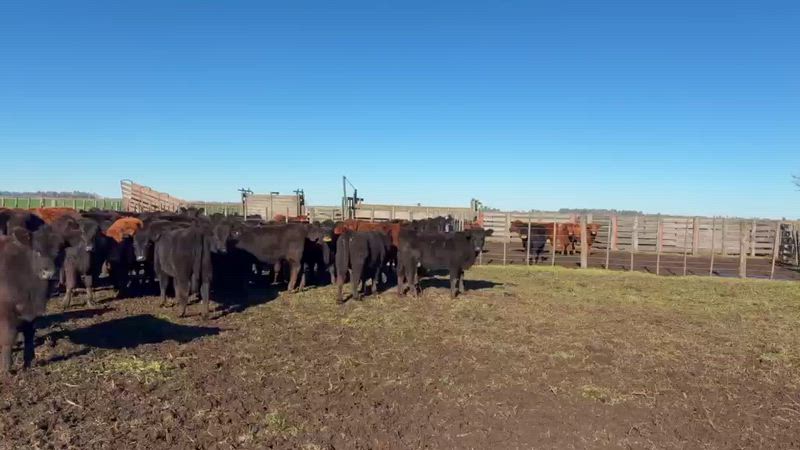 105 Terneros y Terneras