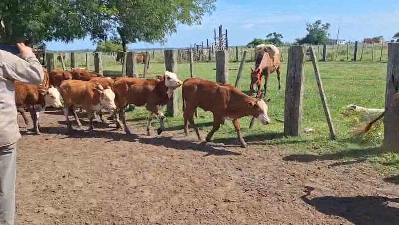 80 Terneros y Terneras