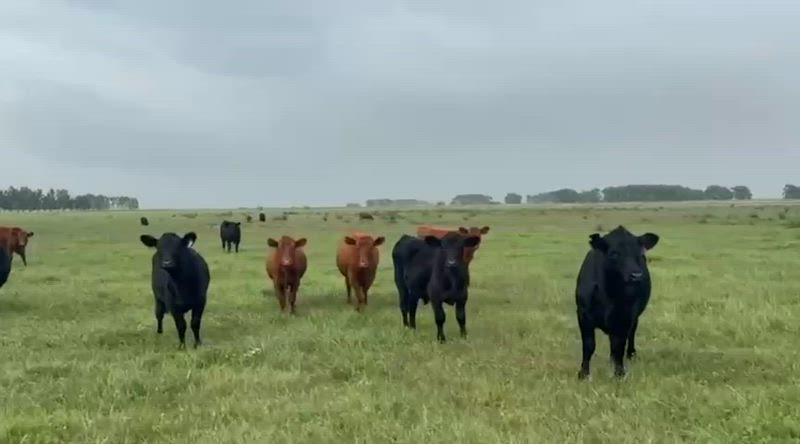 100 Terneros y Terneras