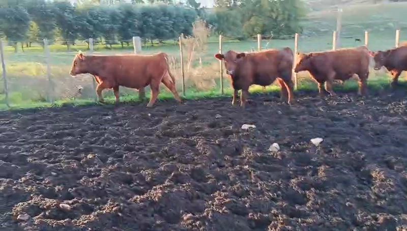 80 Terneros y Terneras