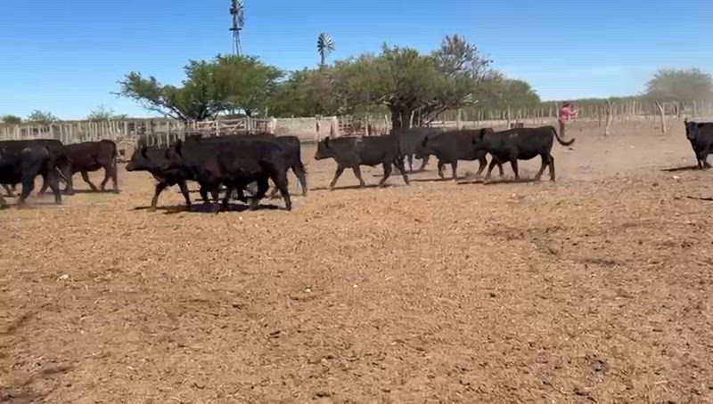 60 Terneros y Terneras