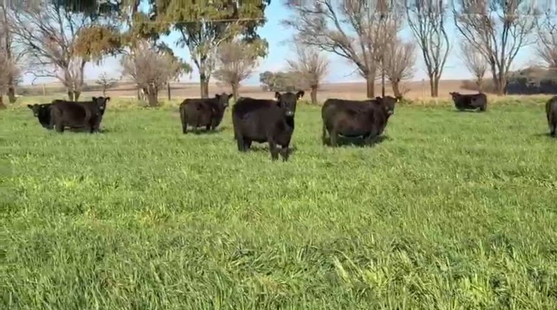 115 Vacas preñadas