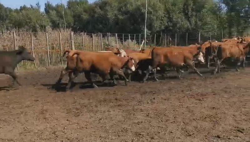 70 Terneros y Terneras