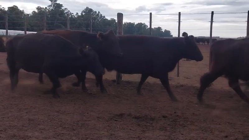 120 Vacas CUT Preñadas