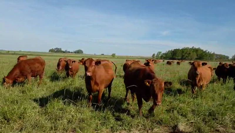 190 Vaquillonas Preñadas