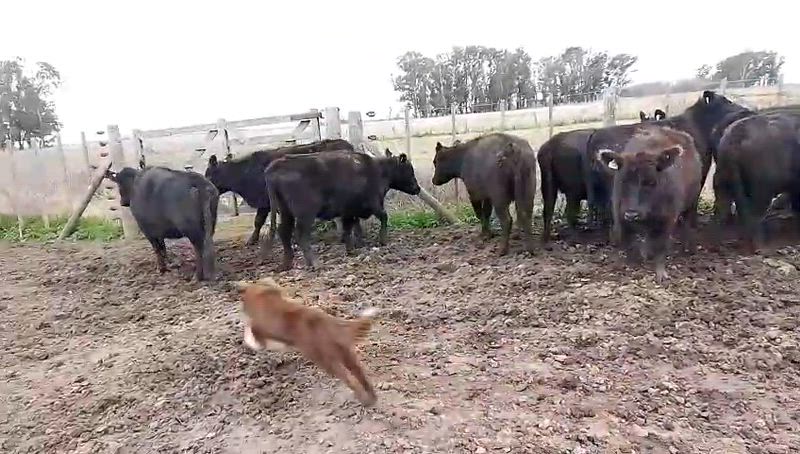 40 Vacas preñadas