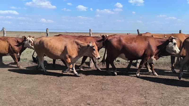 35 Vacas de invernada