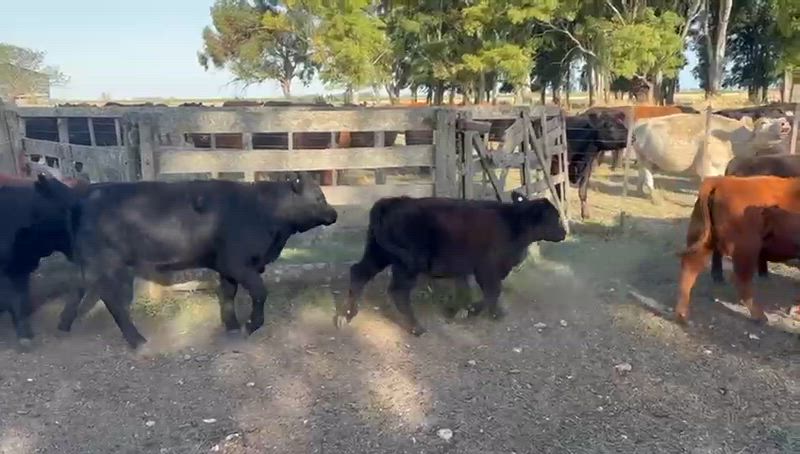 110 Terneros y Terneras