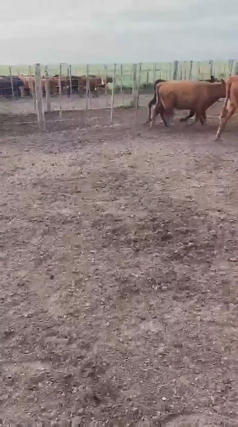 75 Terneros y Terneras