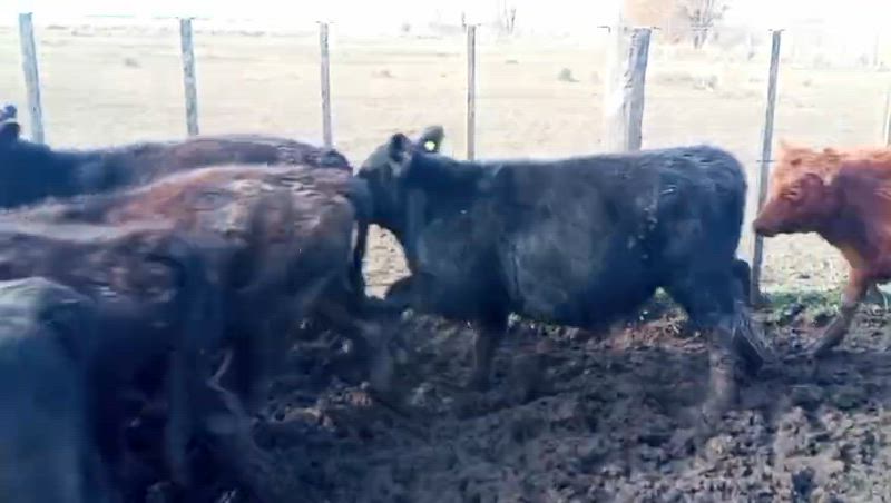145 Terneros y Terneras